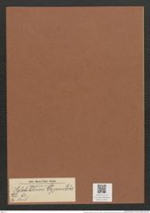 Stylobiblium clypeus Ehr. (de-Toni-Nr.: Genus 91, Species 3018) Zeichnungen Sammlung Grunow Mappe 03201 (Herbarium_W_Grunow_drawings_Folder_03201)